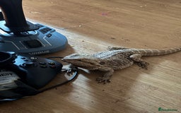 Lizard reptiles for sale: Bear dragon - Image 4