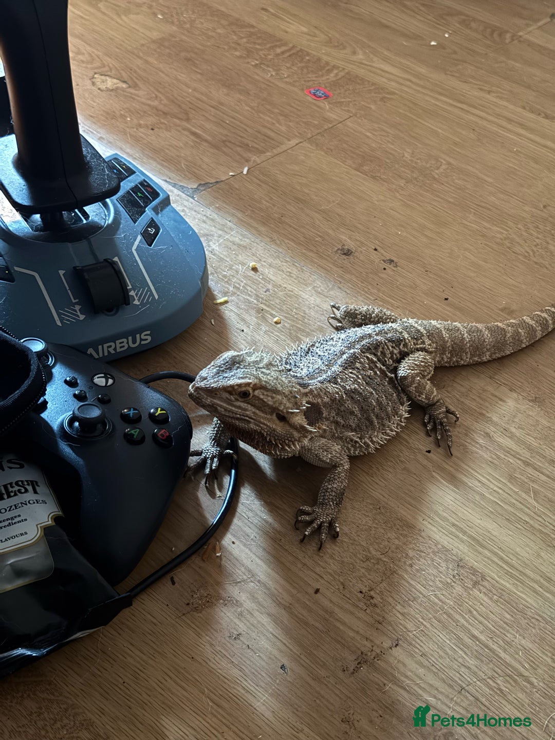 Lizard reptiles for sale: Bear dragon - Image 4
