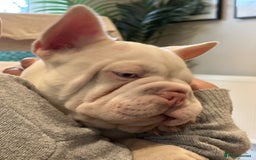 French Bulldog dogs for sale: Pink and white koi male with blue eyes  - Advert 9