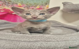 Oriental cats for sale: Oriental and Siamese Gccf registered kittens. - Image 26