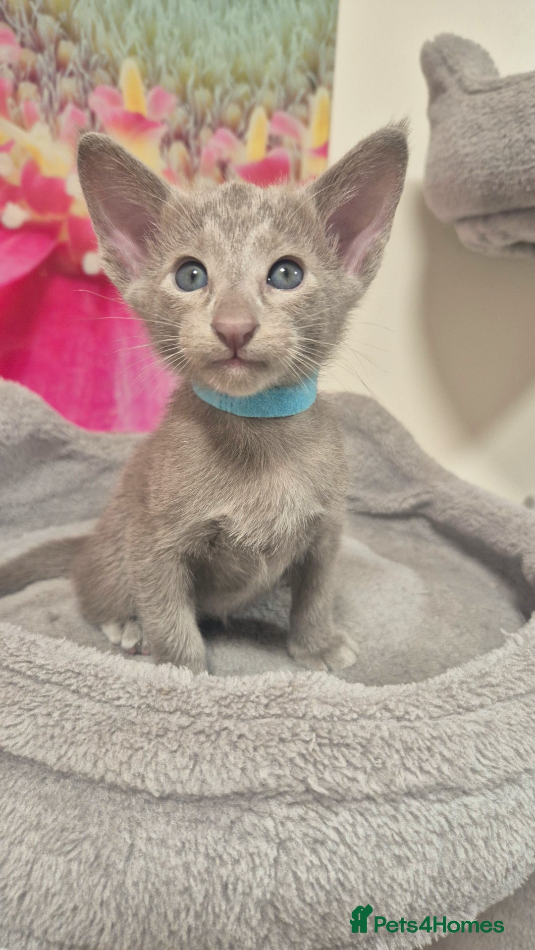 Oriental cats for sale: Oriental and Siamese Gccf registered kittens. - Image 26