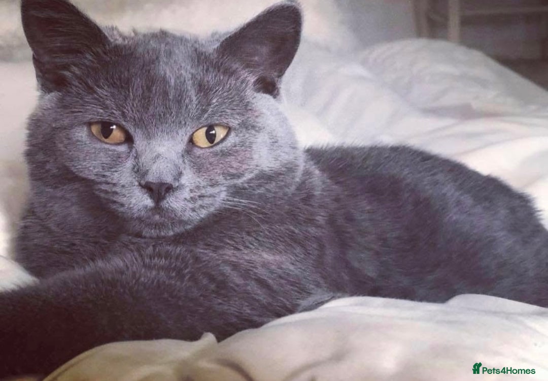 British Shorthair cats for sale: British blue (female) - Image 2