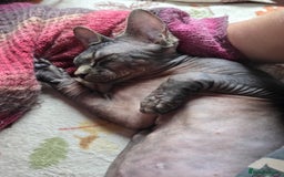 Sphynx cats for sale: 5 month old blue tabby sphynx kitten - Advert 5