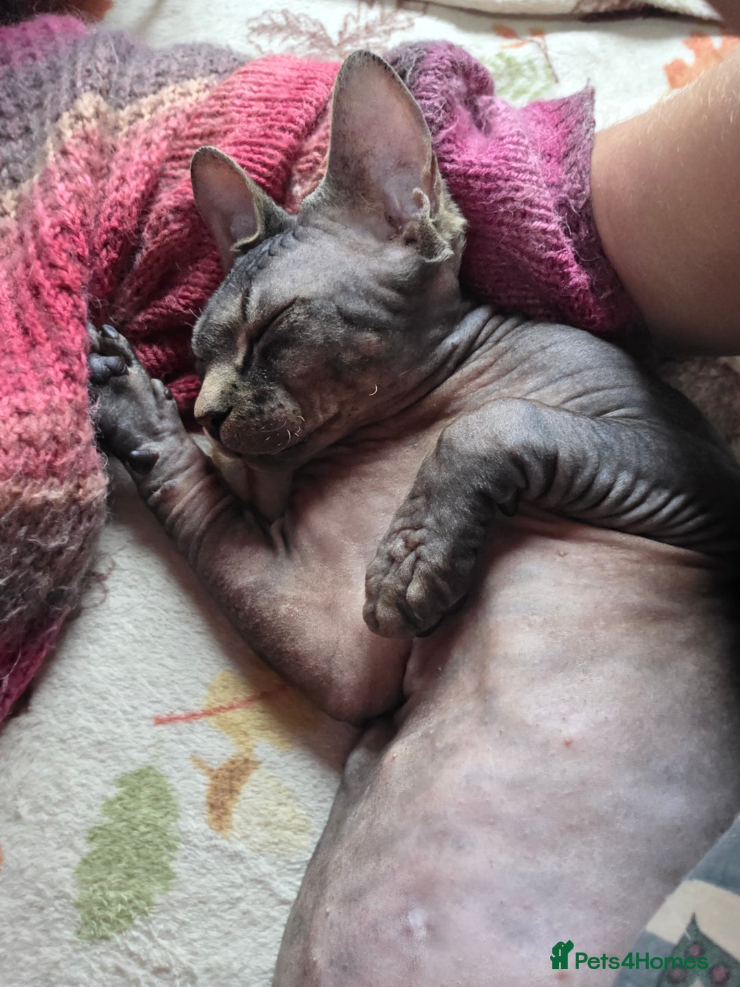 Sphynx cats for sale: 5 month old blue tabby sphynx kitten - Advert 5
