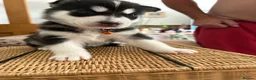 Siberian Husky dogs for sale: Adorable Siberian huskies  in Saint Helens - Advert 17