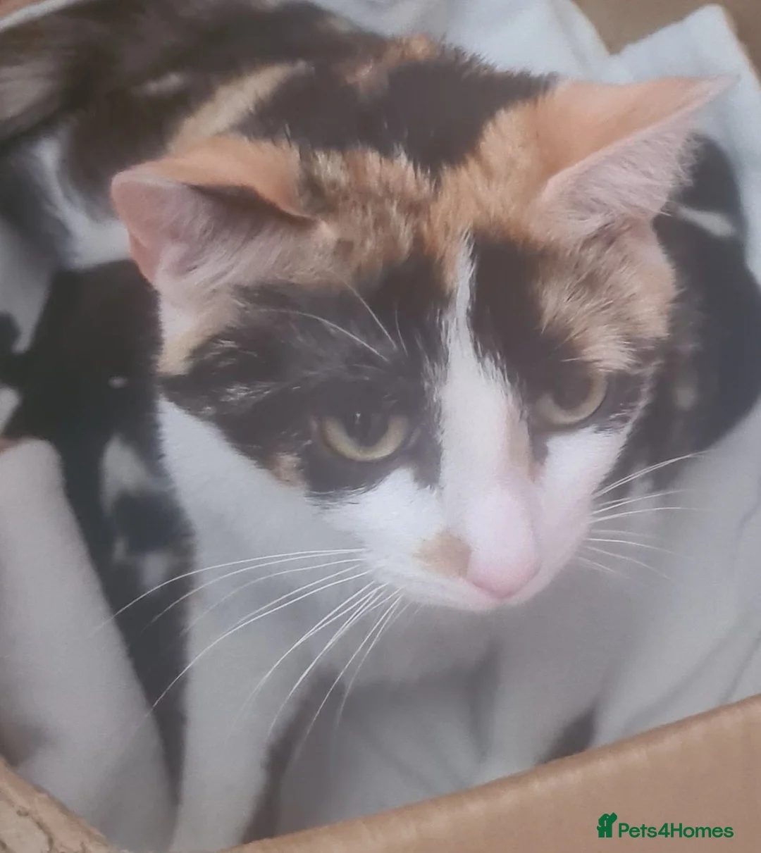 Mixed Breed cats for sale: 3 Male Kittens in Hull - Advert 1