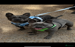 French Bulldog dogs for sale: My gorgeous Enzo  - Image 2