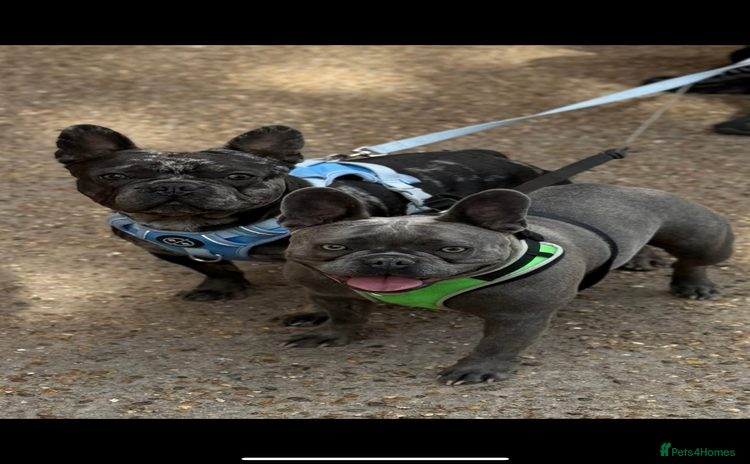 French Bulldog dogs - Advert 8