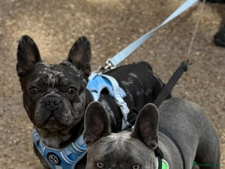 French Bulldog dogs for sale - Advert 1