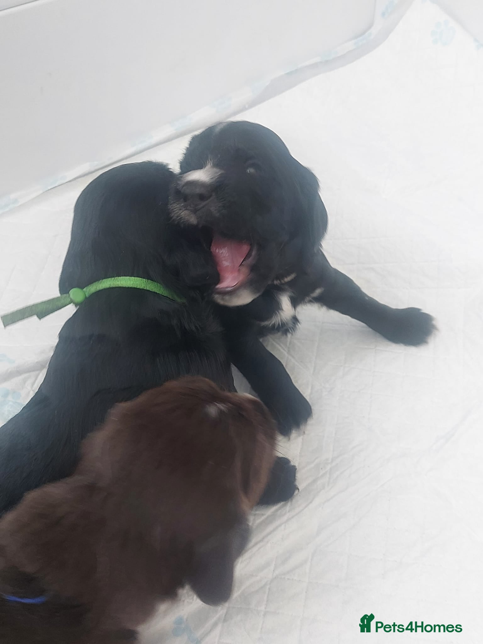 Sprocker dogs for sale: Sprocker Spaniel DWKC registered working line pups - Advert 17