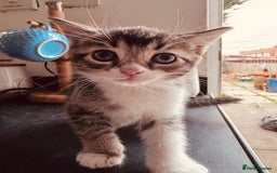 Mixed Breed cats for sale: Kittens ready for lovely homes - Image 9