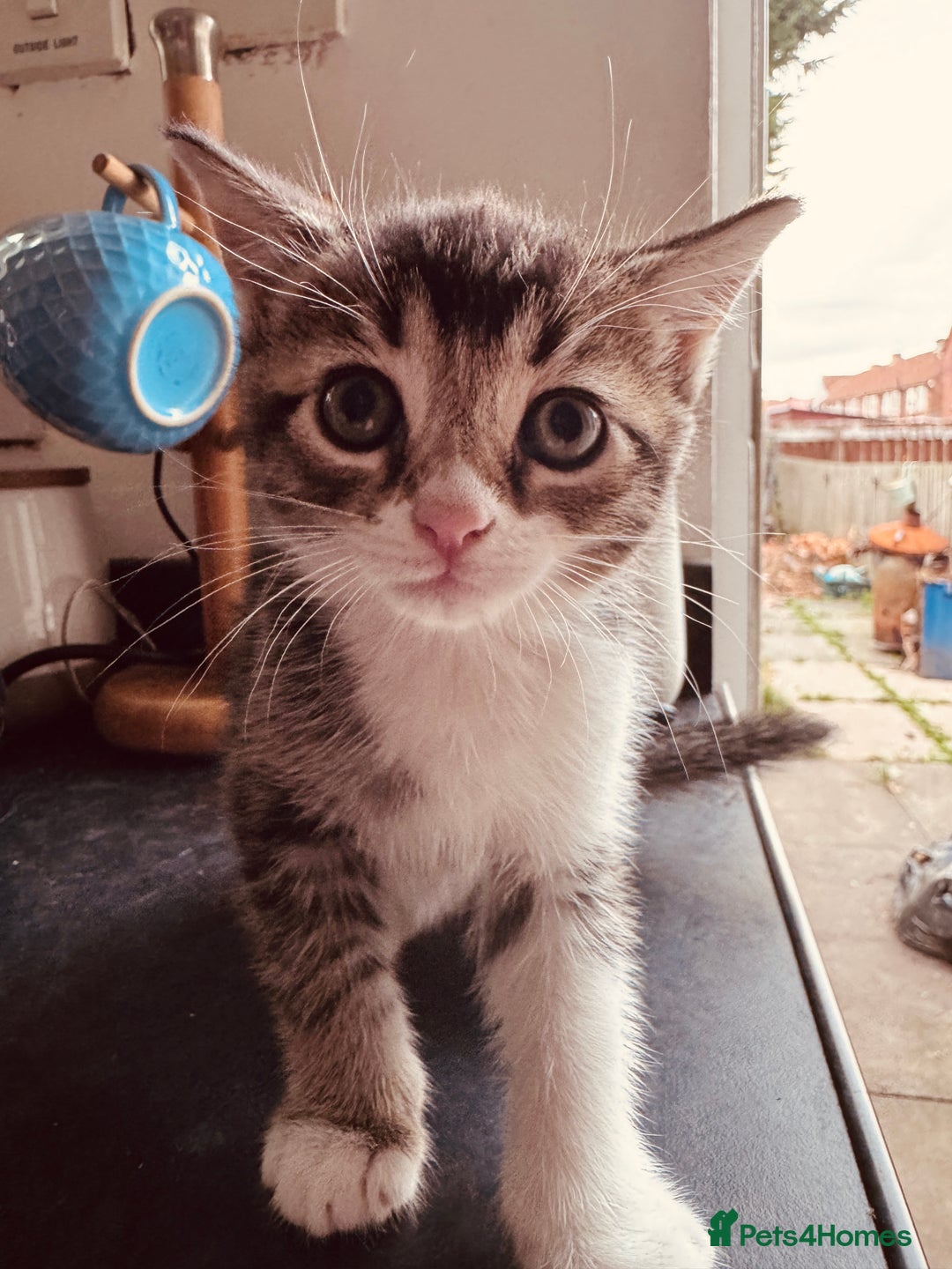 Mixed Breed cats for sale: Kittens ready for lovely homes - Image 9
