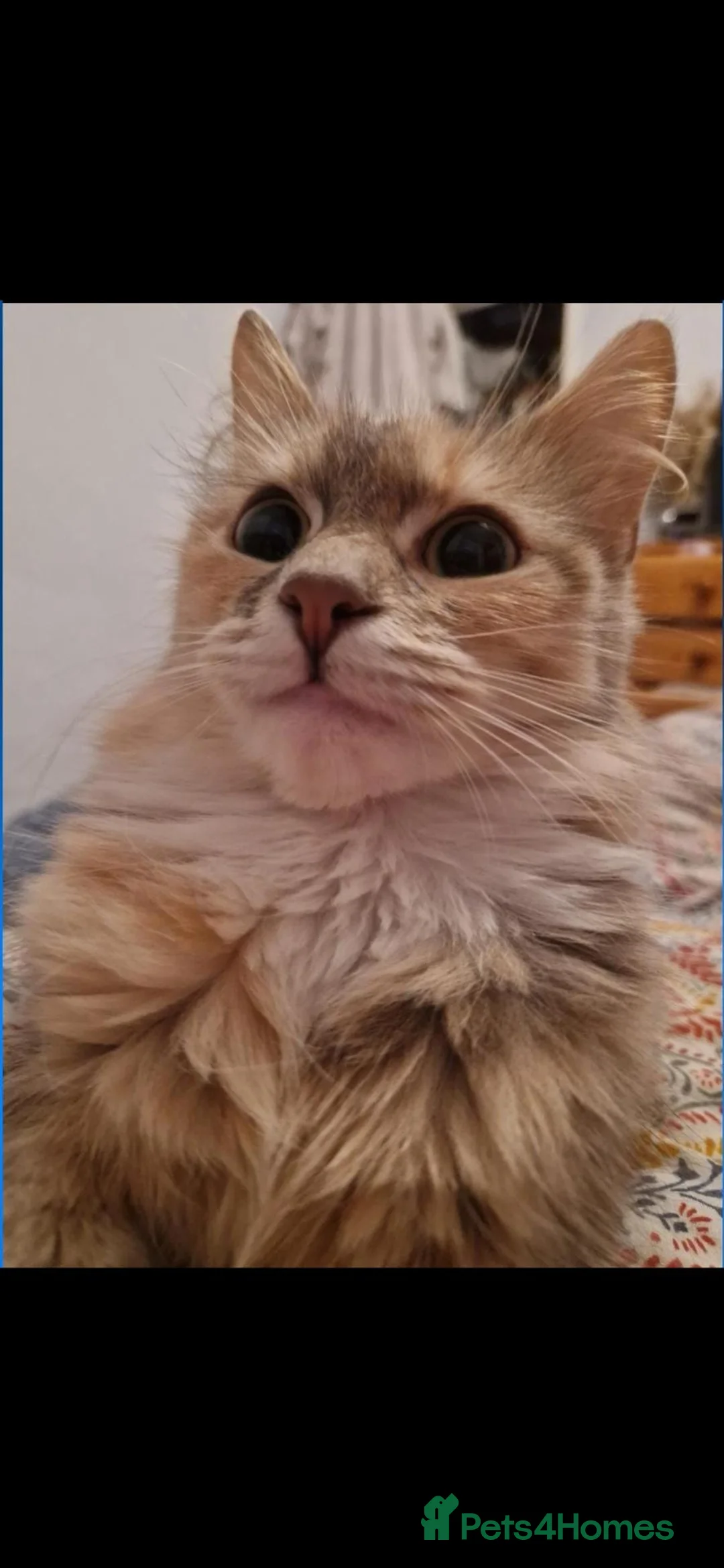 Mixed Breed cats for sale: Female Cat in Egremont - Advert 2