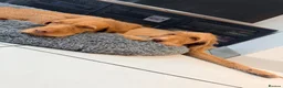 Hungarian Vizsla dogs for sale: KC Registered Hungarian Wirehaired Vizsla Puppies  in Wigan - Advert 13
