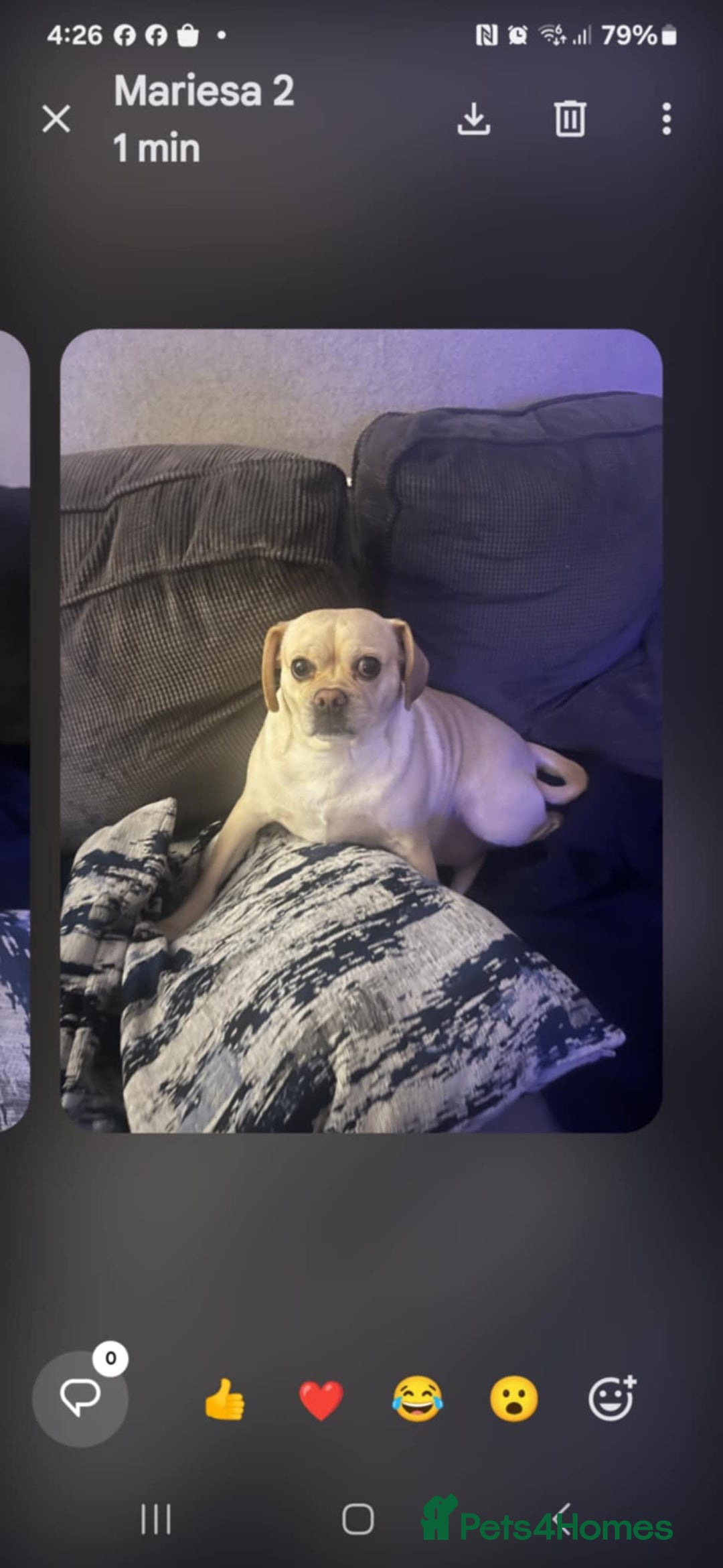 Puggle dogs for sale: Roxy age 4 - Image 1