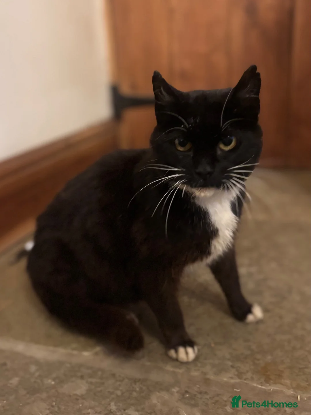 Mixed Breed cats for sale: Lovely mixed kittens  in Harrogate - Advert 2
