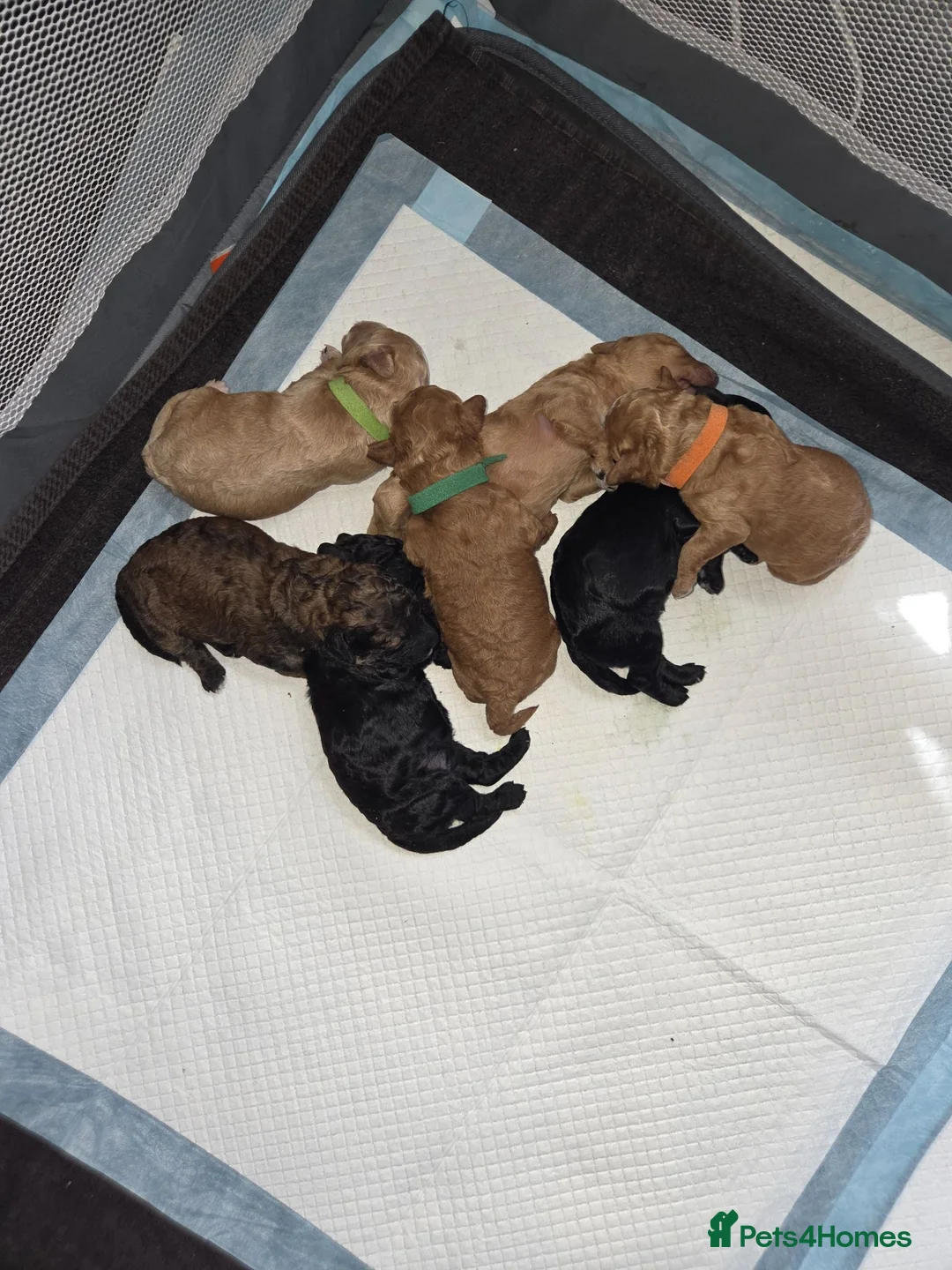 Mixed Breed dogs for sale: Double doodle puppies - Advert 7