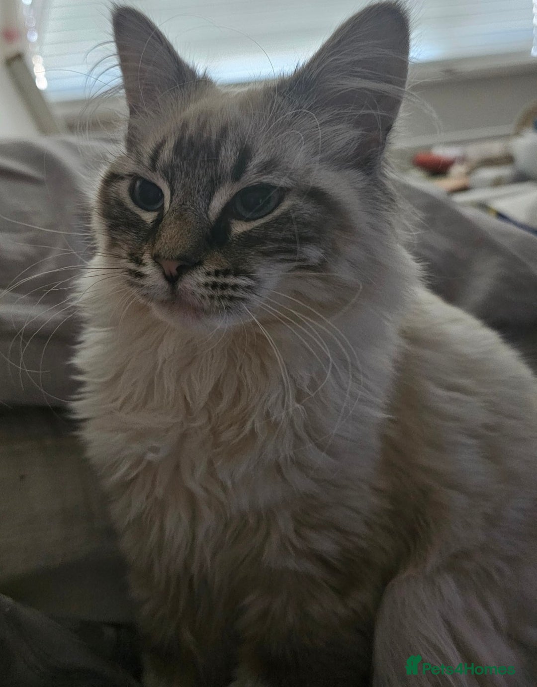 Mixed Breed cats for sale: Jasper - Advert 4