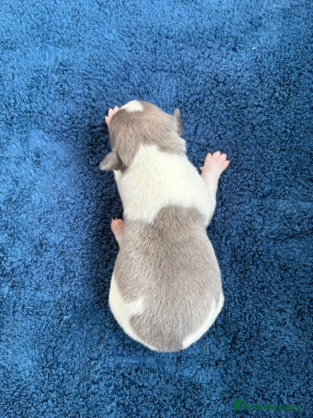 Whippet dogs for sale: 💕⭐️KC WHIPPET PUPS⭐️ 💕 - Advert 11