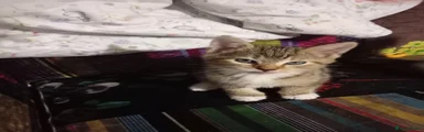 Tigger