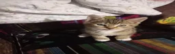 Mixed Breed cats for sale: Beautiful tabby kittens ready to go - Advert 13