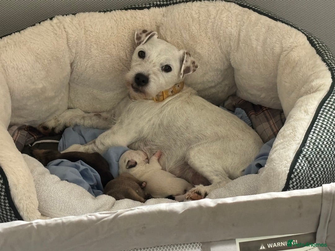 Jack Russell dogs for sale: 2x trio girls available  - Image 4