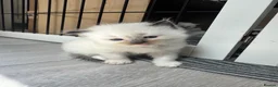 Ragdoll cats for sale: Male seal point pure-bred INDOOR ragdoll kitten  - Advert 2