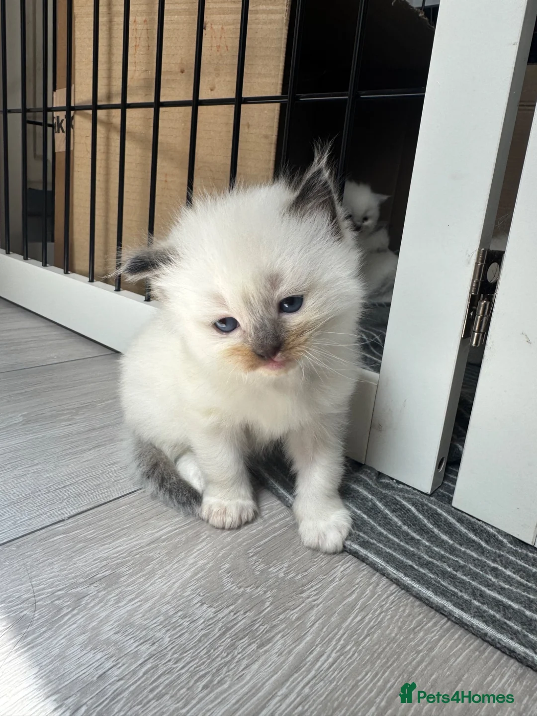 Ragdoll cats for sale: Male seal point pure-bred INDOOR ragdoll kitten  - Advert 2