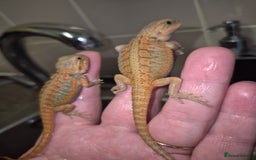 Bearded Dragon reptiles for sale: Bearded dragons  babies  - Image 27