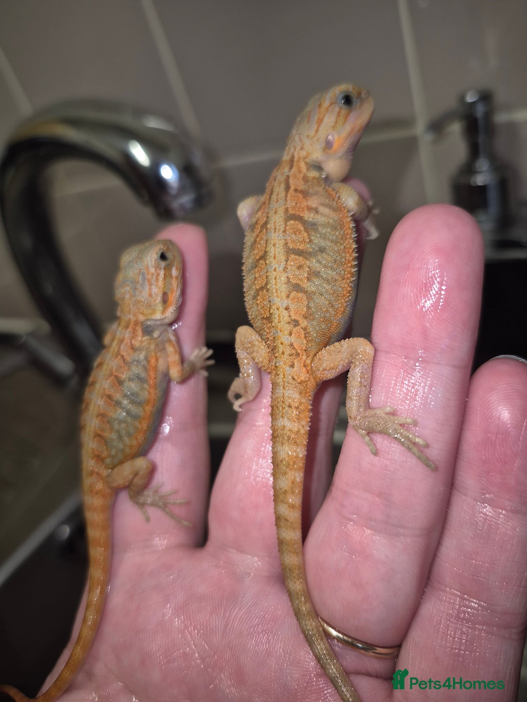 Bearded Dragon reptiles for sale: Bearded dragons  babies  - Image 27