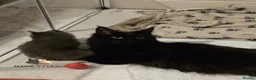 Maine Coon cats for sale: Maine coon kittens - Advert 16