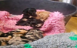 Cockapoo dogs for sale: The best cockapoos - Image 22