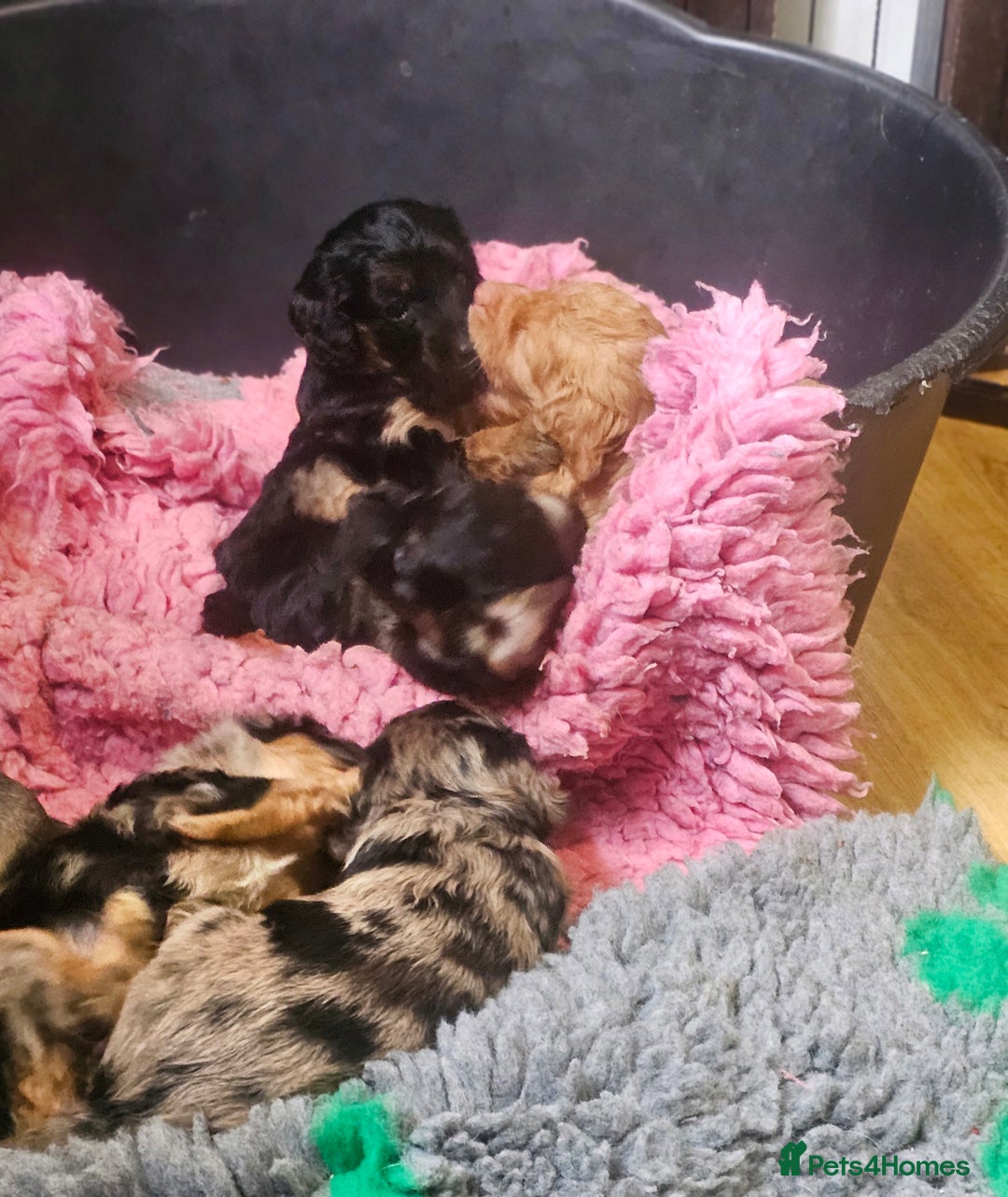 Cockapoo dogs for sale: The best cockapoos - Image 22