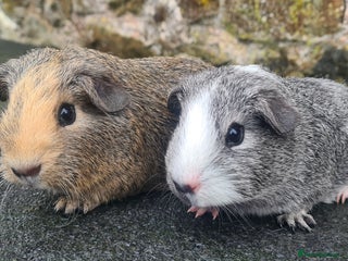 Guinea Pig rodents Pair of male Guinea pigs - Advert 4