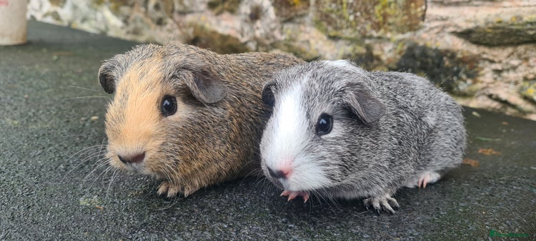 Guinea Pig rodents Pair of male Guinea pigs - Advert 2