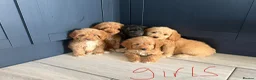 Cockapoo dogs for sale: Cockapoo pups ready now  - Advert 5