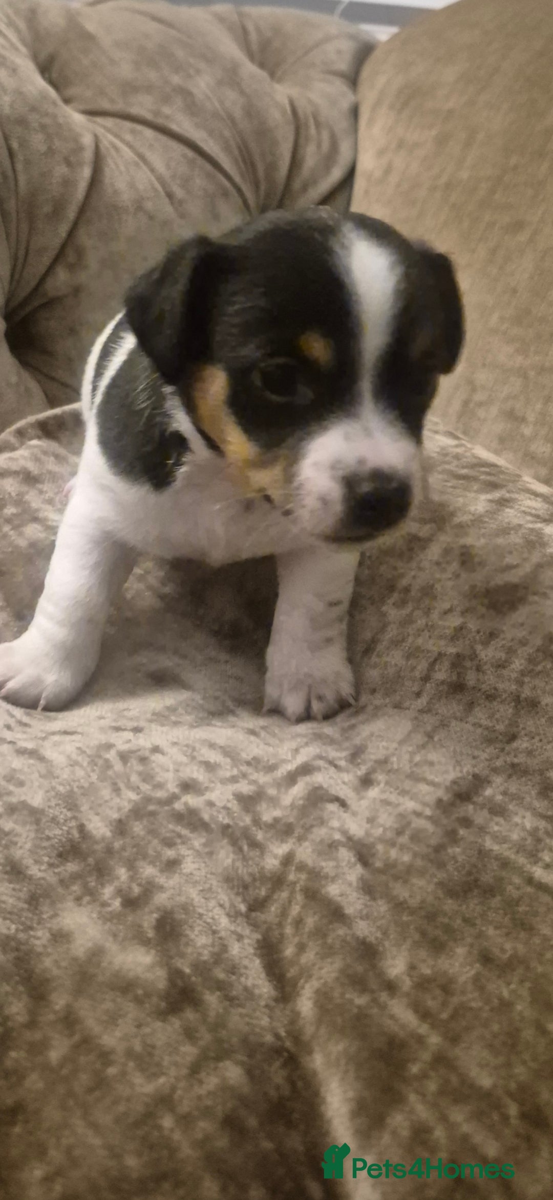 Jack Russell dogs for sale: Minature jack russell puppies - Advert 2