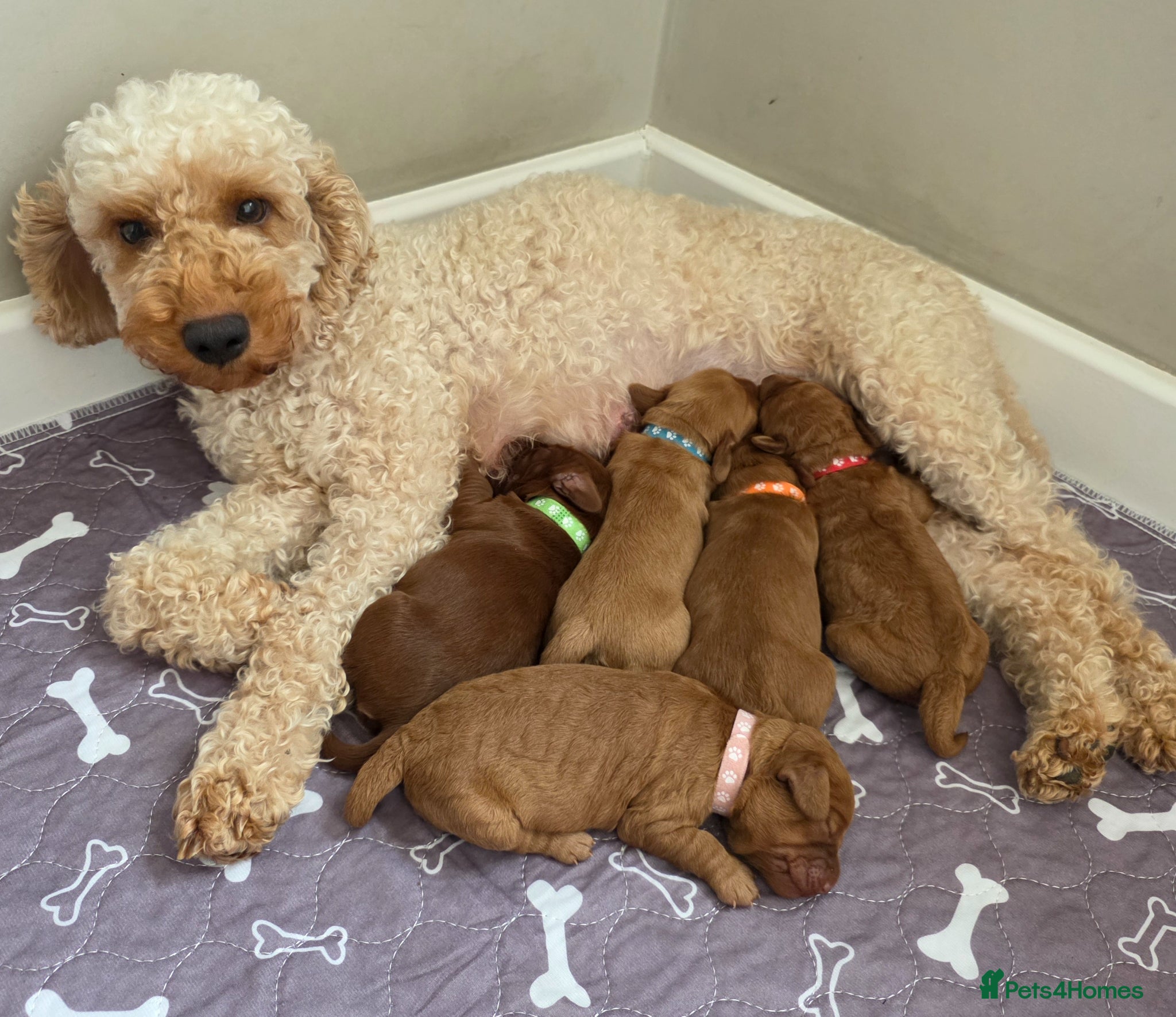 Cockapoo dogs Cockapoo puppies - Advert 3