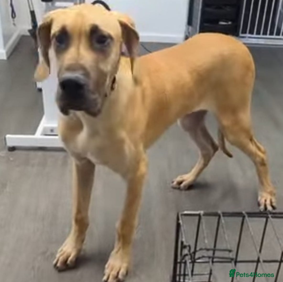 Great Dane dogs for sale: Stunning great dane  - Image 2