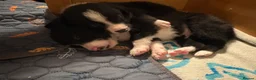 Border Collie dogs for sale: Working Line Border Collies - 1 girl left 💚 - Advert 16