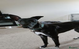 Mixed Breed dogs for sale: Lurcher male for urgent rehome - Image 6