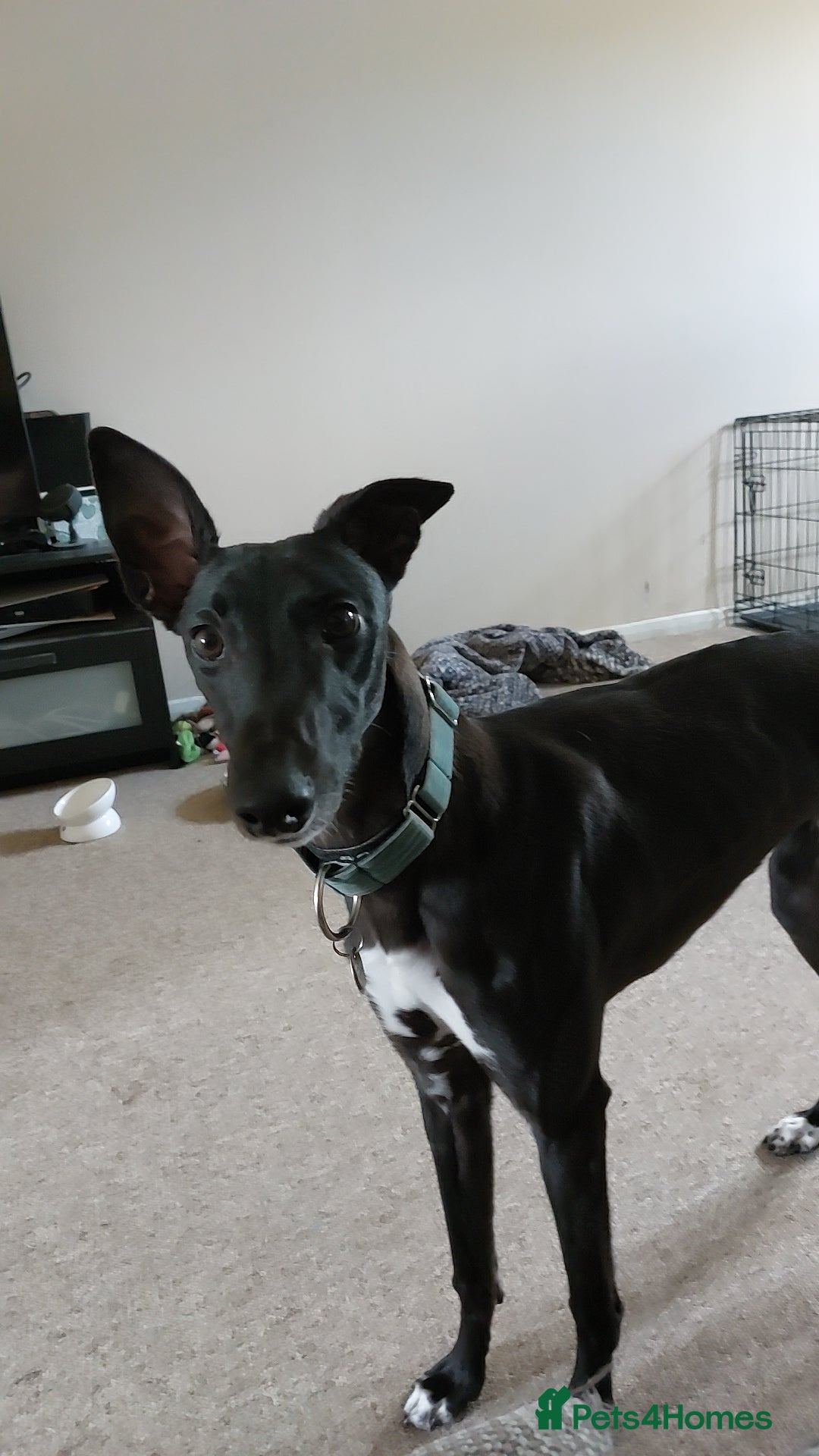 Mixed Breed dogs for sale: Lurcher male for urgent rehome - Image 6