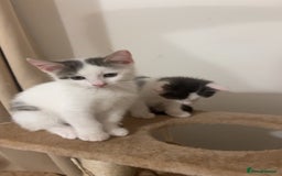 Mixed Breed cats for sale: White and grey kittens - Image 6