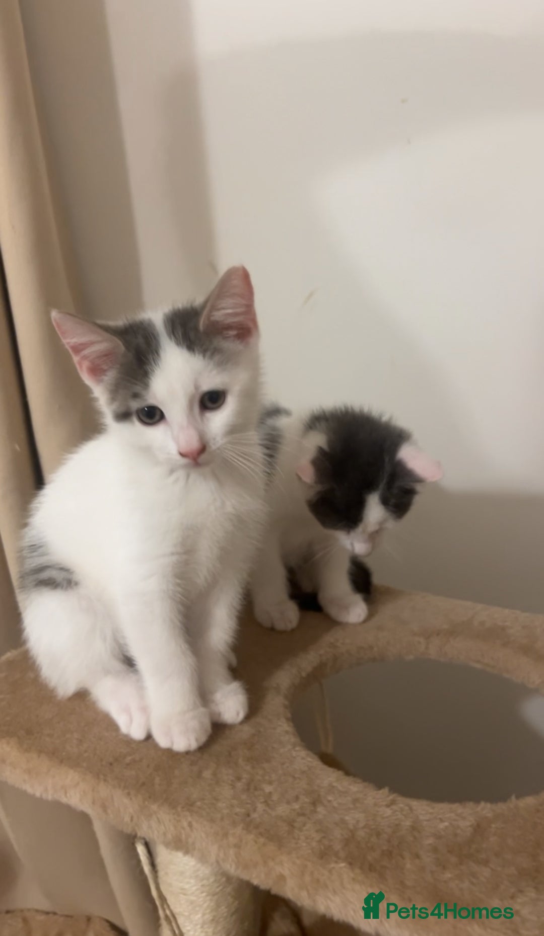 Mixed Breed cats for sale: White and grey kittens - Image 6