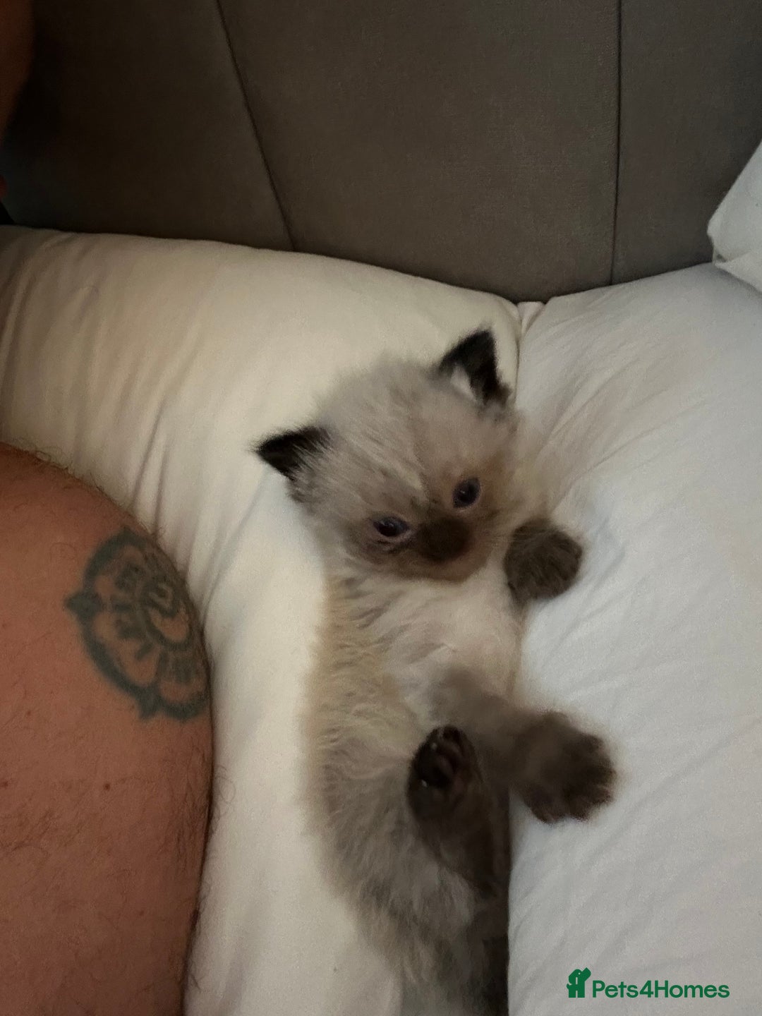 Ragdoll cats for sale: Beautiful chunky ragdoll Kitten - Image 7