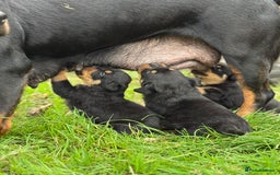 Rottweiler dogs for sale: KC Registered Rottweiler puppies  - Image 8