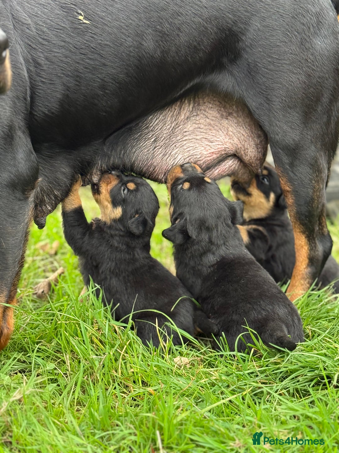 Rottweiler dogs for sale: KC Registered Rottweiler puppies  - Image 8