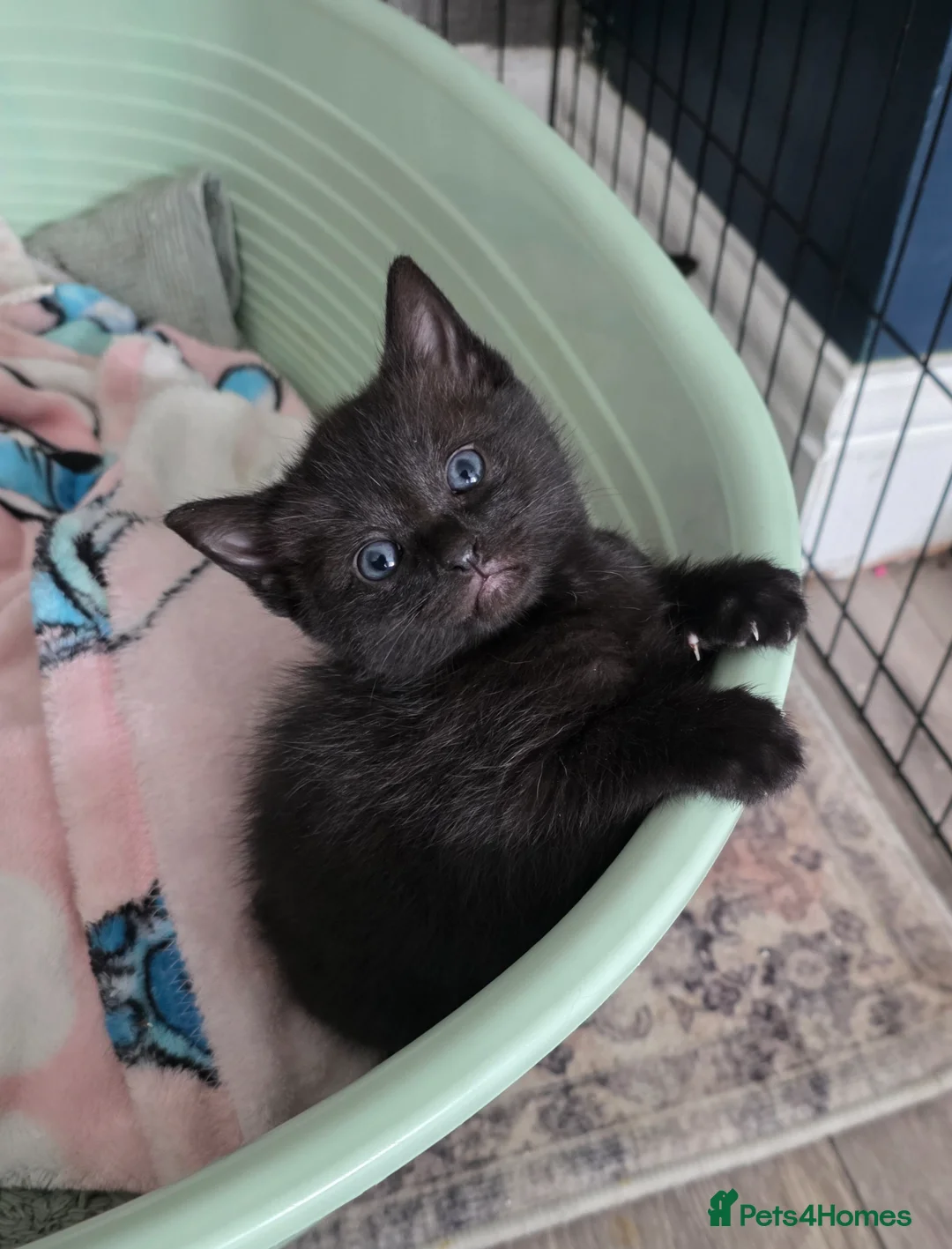 Mixed Breed cats for sale: 4 black kittens  - Advert 2