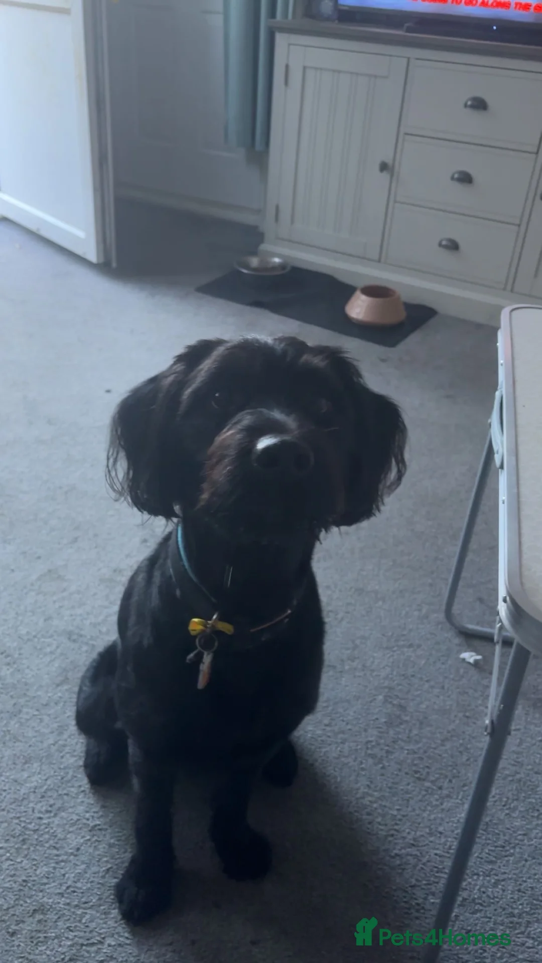 Labradoodle dogs for sale: Beautiful Black Labradoodle - Advert 3