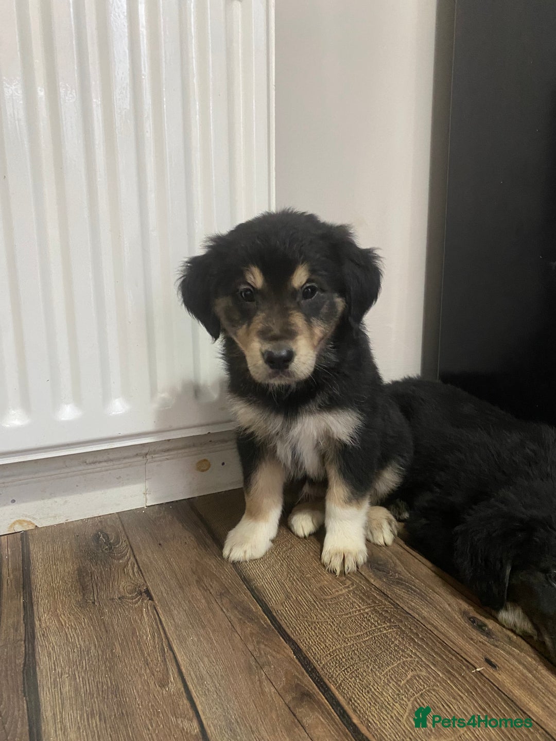 Mixed Breed dogs for sale: Adorable little puppys - Image 4